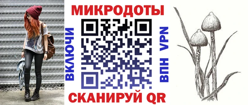 Псилоцибиновые грибы Psilocybe Балтийск